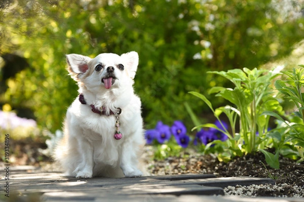 Fototapeta チワワ