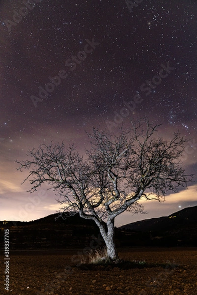 Obraz lonely tree on starry night
