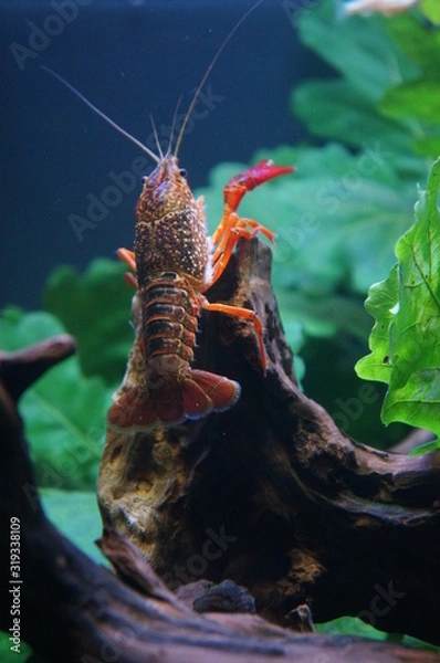 Fototapeta red crayfish
