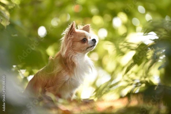 Fototapeta チワワ