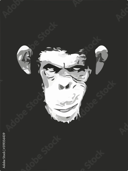 Fototapeta CHIMPANCE