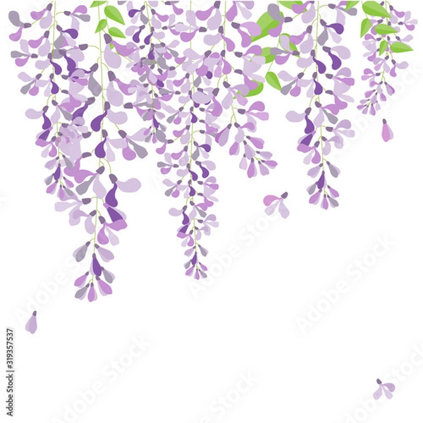 Obraz wisteria flowers on white background