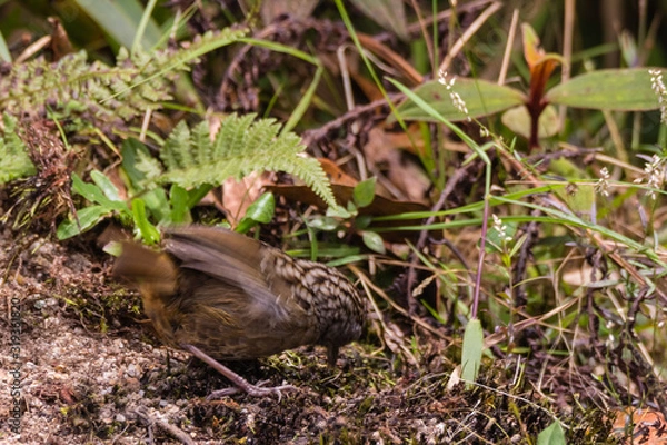 Obraz The streaked wren-babbler (Napothera brevicaudata) is a small short-tailed brown babbler with heavy blackish streaking above, dull below with streaked whitish throat