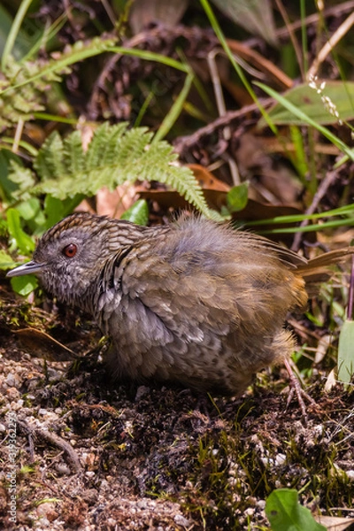 Obraz The streaked wren-babbler (Napothera brevicaudata) is a small short-tailed brown babbler with heavy blackish streaking above, dull below with streaked whitish throat