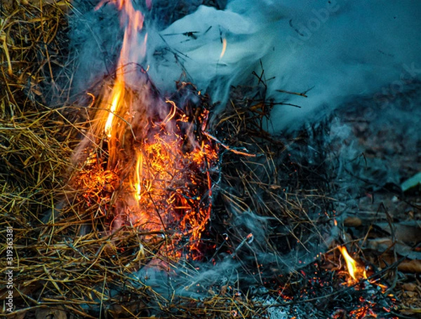 Obraz fire in forest