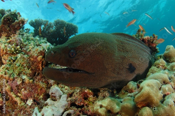 Obraz Giant Moray