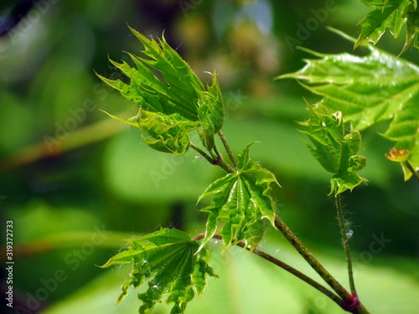 Obraz green leaf on tree