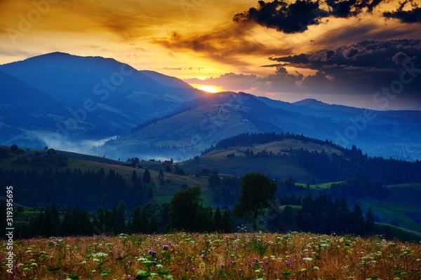 Fototapeta wildflowers, meadow and beautiful sunset in carpathian mountains - summer landscape, spruces on hills, dark cloudy sky and bright sunlight