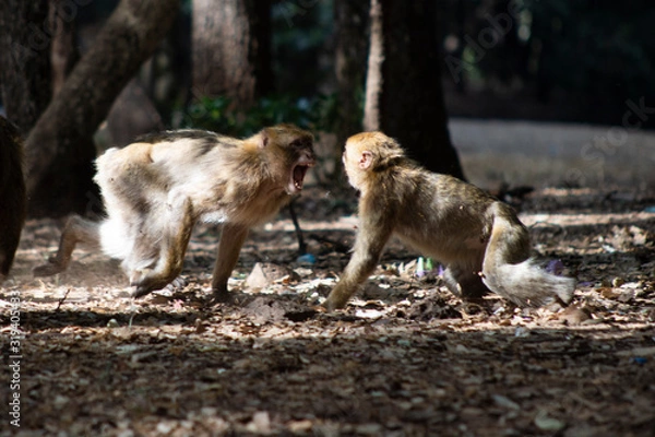 Obraz Pelea de macacos