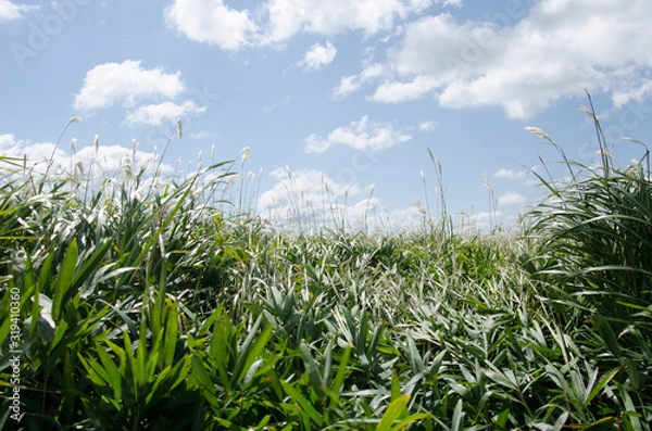 Fototapeta 平尾台