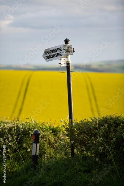 Obraz Oil Seed Rape Fields Near Dorchester