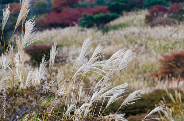 Fototapeta 秋の山