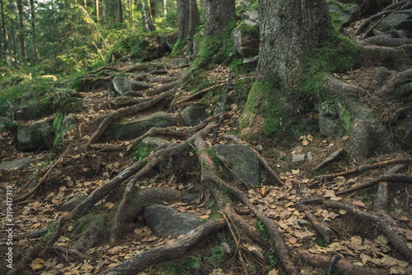 Fototapeta deep forest landscape scenic view long root of big tree and ground brown texture