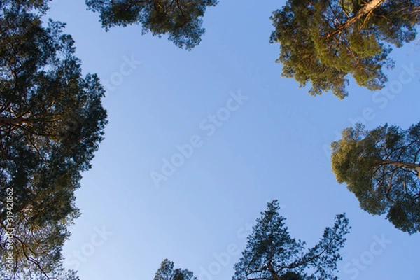 Obraz View on the sky throught pine