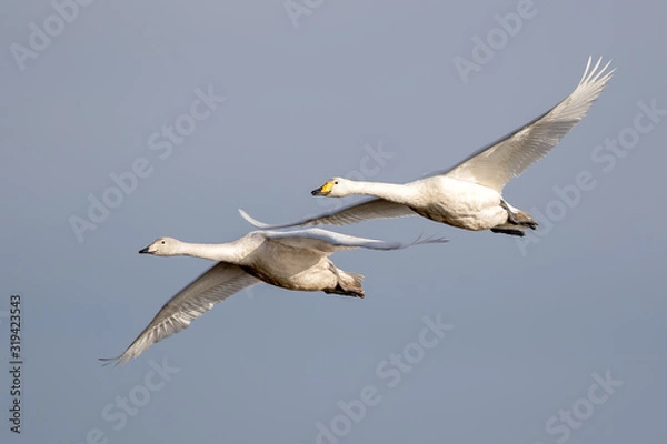 Obraz Whooper Swan Flying