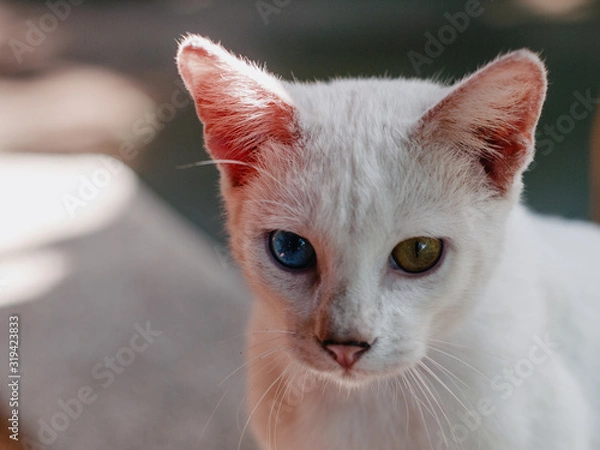 Obraz Odd eye cat (Heterochromia)