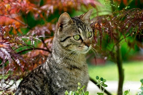 Obraz cat on a tree