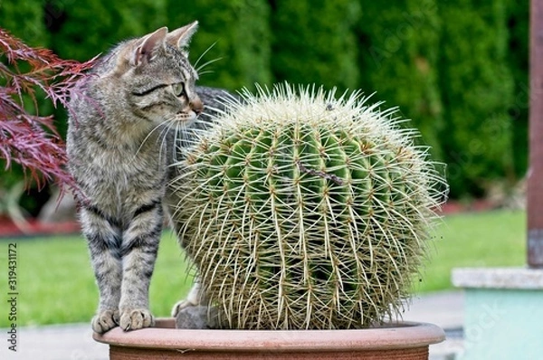 Obraz cat in the garden