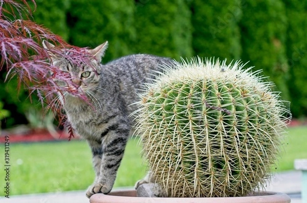 Obraz cat and cactus