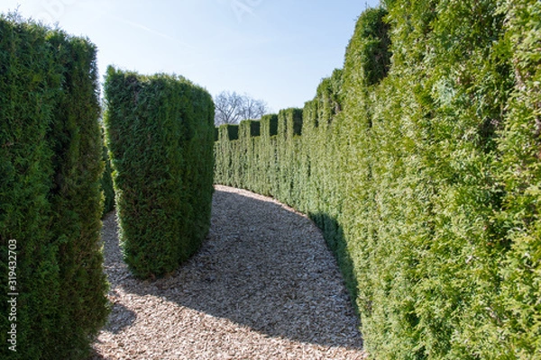 Obraz Green garden in spring