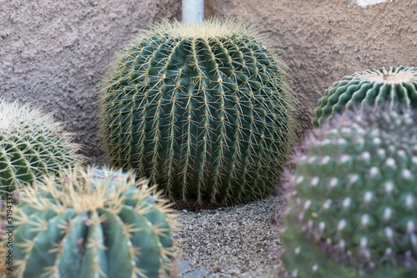Obraz Cactus in the garden