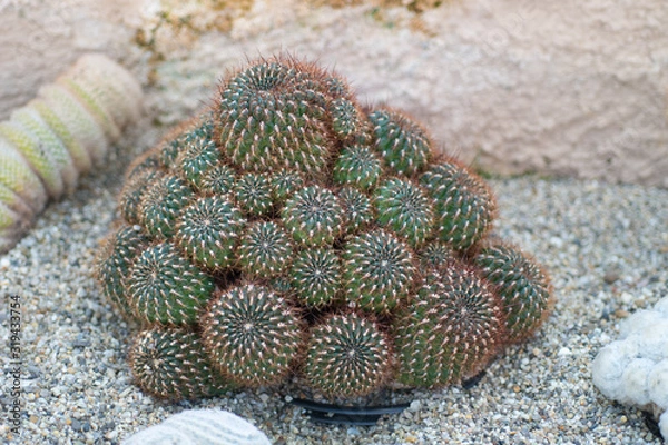 Obraz Cactus in the garden
