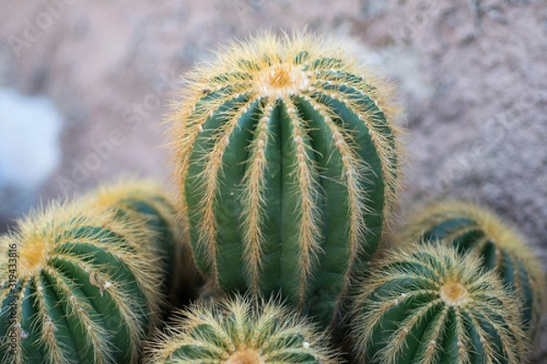 Obraz cactus in the garden
