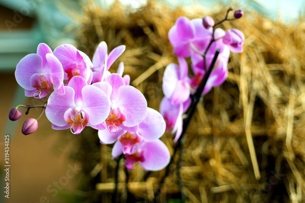 Obraz flowers in spring - orchids