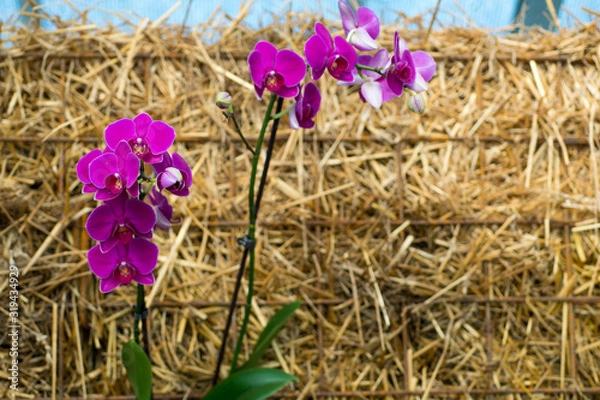 Obraz flowers in basket