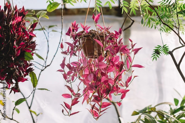 Fototapeta Tradescantia in a suspended pot. Pink leaves of evergreen tropical plant from spiderwort family. A popular houseplant. Selective focus. Gardening and nature concept.