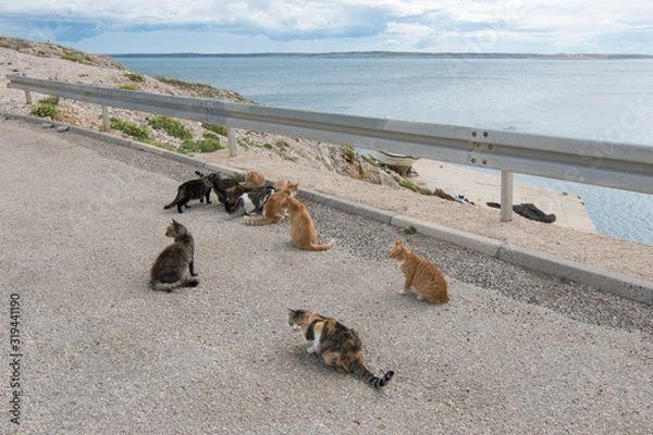 Obraz Homeless cats on the island of Pag - Adriatic