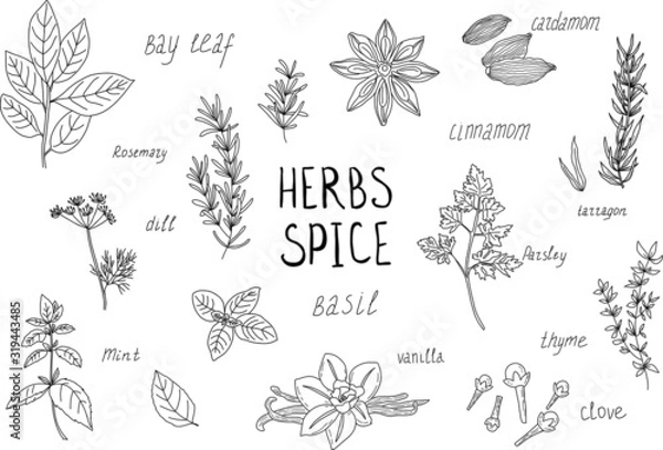 Fototapeta Herbs and spices sketch set. Hand drawn. Can be used for menu, cafe, bar, poster, wrapping paper, banner, product packaging, branding, cards. Handwritten signature.