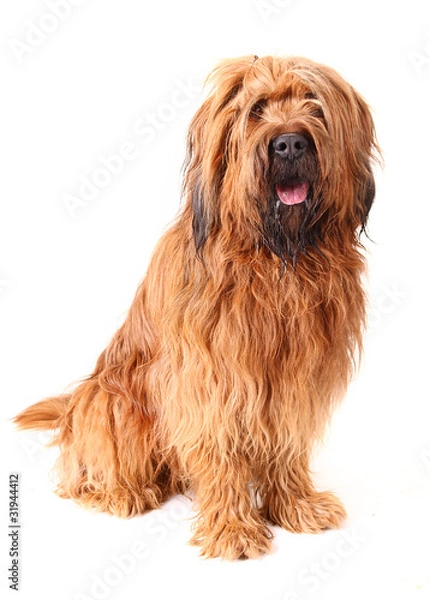 Obraz Henry der Briard