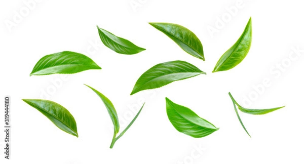 Obraz Green tea leaf collection isolated on white background