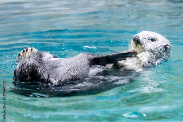 Fototapeta ラッコ