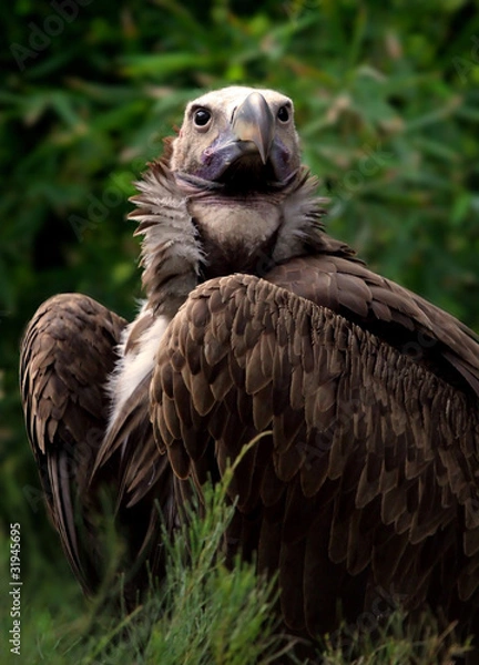Obraz Lappet-faced Vulture
