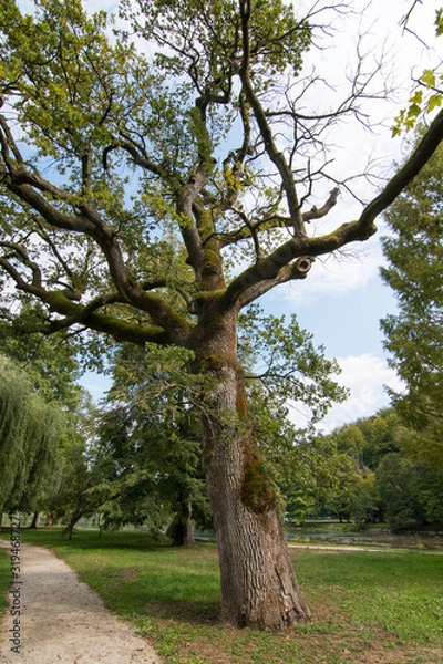 Obraz tree in the park
