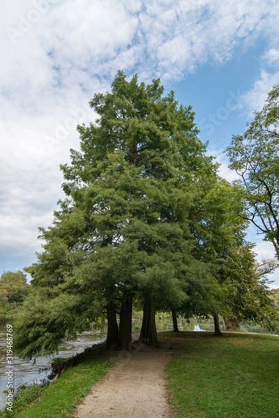 Obraz tree in the park