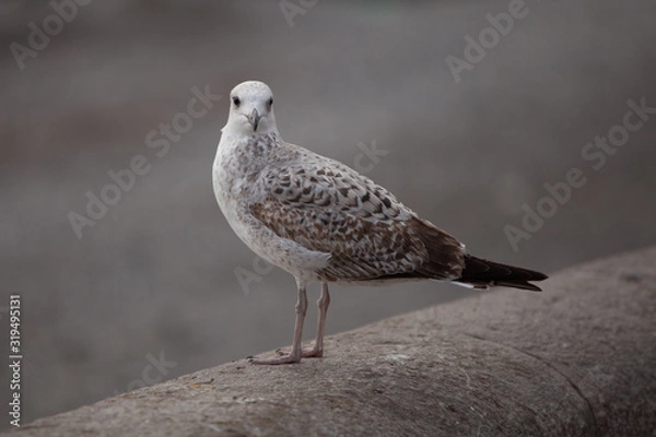 Obraz seagull on a post