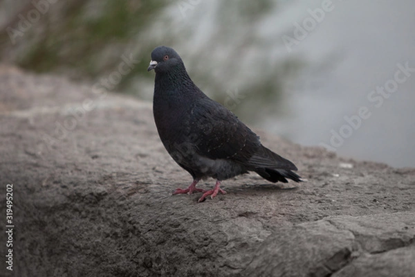 Obraz pigeon on a background