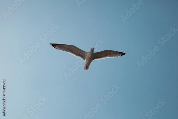Obraz seagull in flight