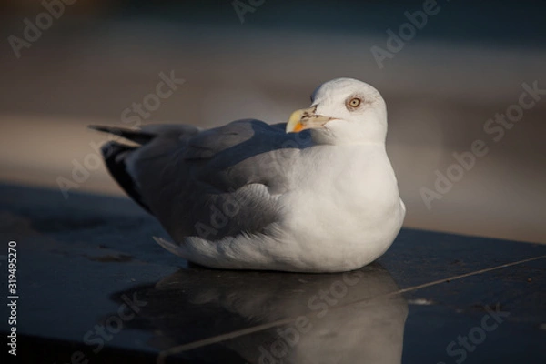Obraz seagull on the beach