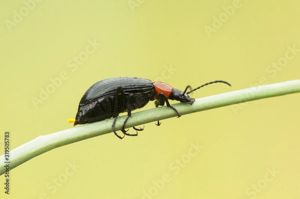 Fototapeta Heliotaurus cf ruficollis a small black beetle with the red pronotum very common in spring on all types of plants in Andalusia