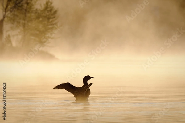 Obraz Silhouette of a Common Loon on the lake during a misty morning.
