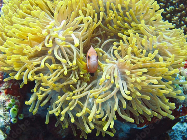 Obraz nemone fish with anemone