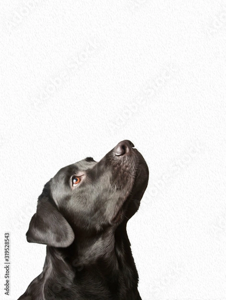 Obraz  good purebred black dog looking up isolated on white background