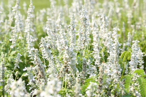 Fototapeta Closeup,Ellagance snow lavender flower in the garden of King Rama IX park in Thailand