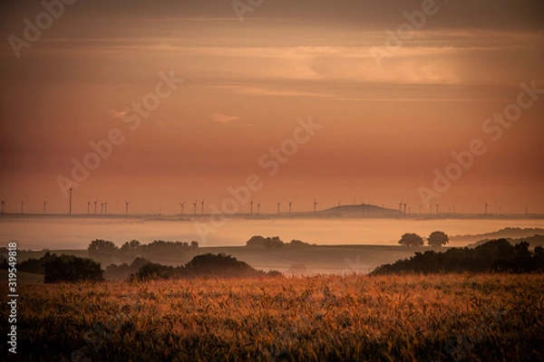 Obraz sunset and field
