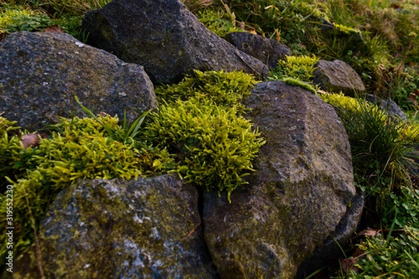 Obraz Steine mit Moos