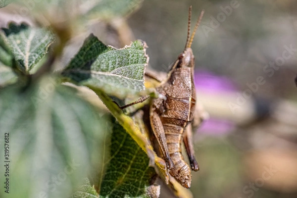 Fototapeta grasshopper on a leaf
